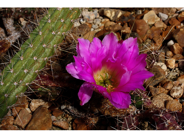 Echinocereus pentalophus (Ladyfinger cactus) #31890