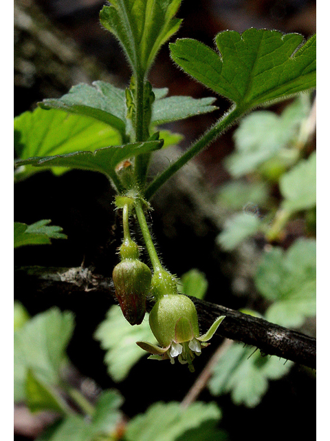 Ribes cynosbati (Eastern prickly gooseberry) #31894
