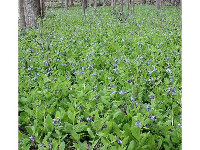 Mertensia virginica (Virginia bluebells) #31896
