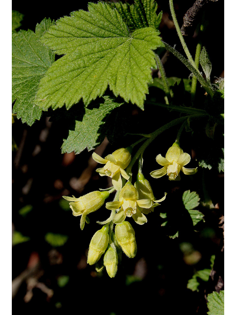 Ribes americanum (American black currant) #31899