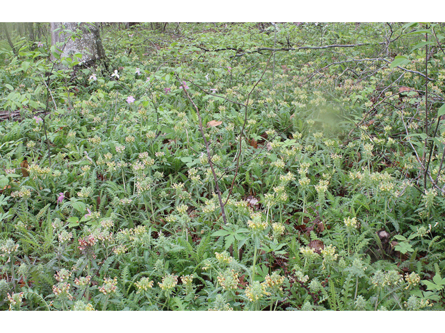 Pedicularis canadensis (Canadian lousewort) #32099