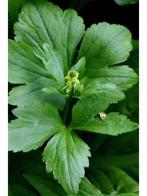 Ranunculus recurvatus (Blisterwort) #32106