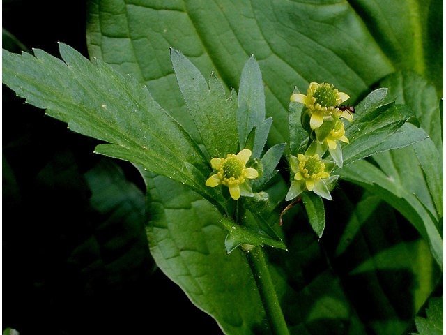 Ranunculus recurvatus (Blisterwort) #32107