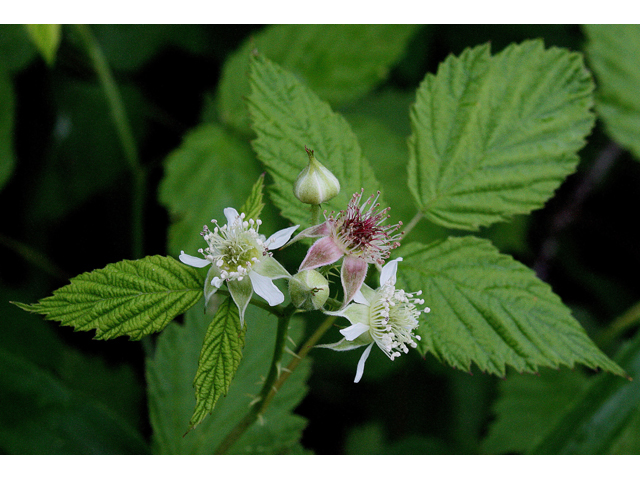 Rubus occidentalis (Black raspberry) #32116