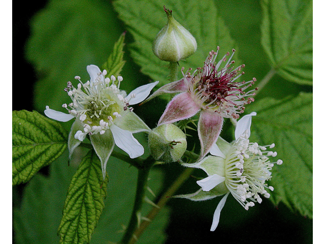 Rubus occidentalis (Black raspberry) #32117