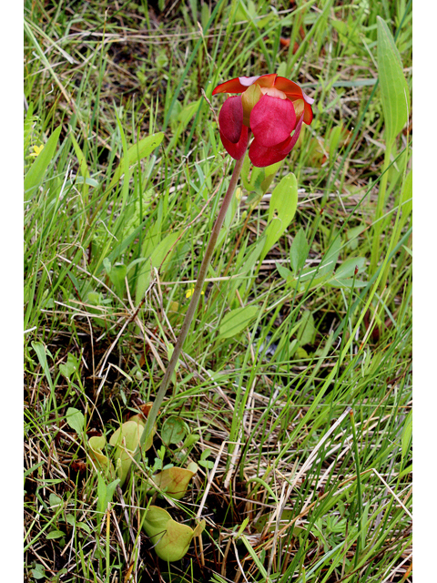 Sarracenia purpurea (Purple pitcherplant) #32118