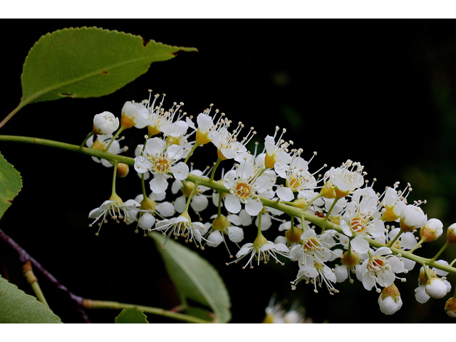 Prunus serotina (Black cherry) #32119