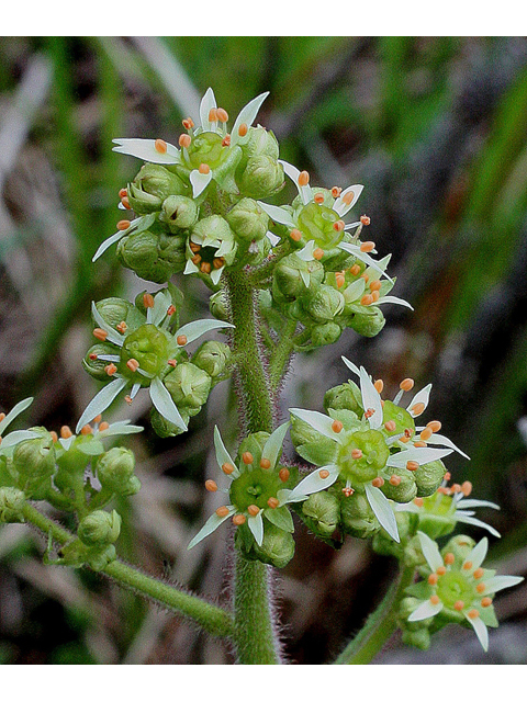 Saxifraga pensylvanica (Eastern swamp saxifrage) #32123