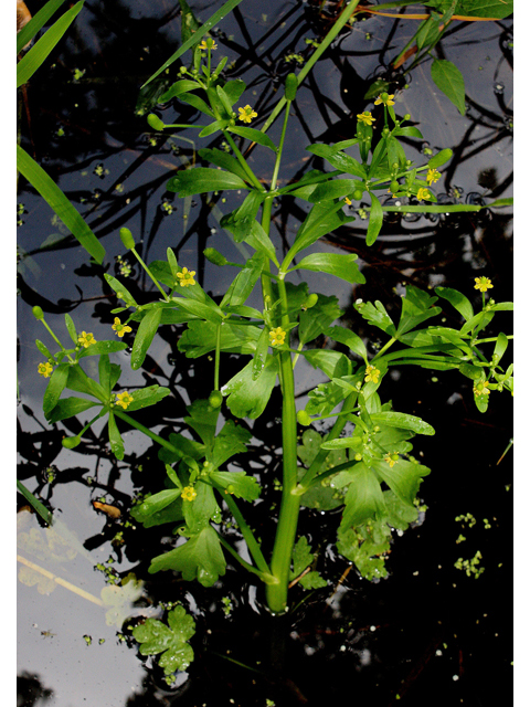 Ranunculus sceleratus (Cursed buttercup) #32124