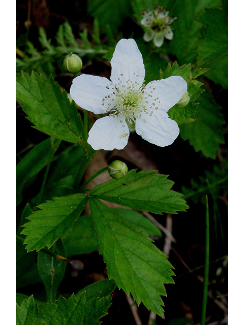 Rubus flagellaris (Northern dewberry) #32127