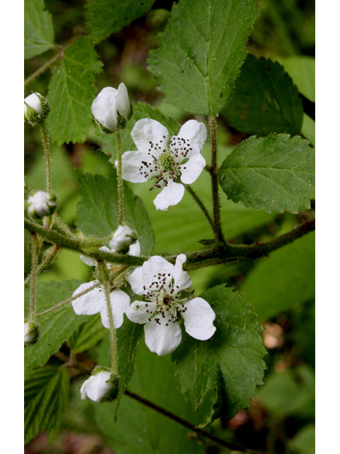 Rubus allegheniensis (Allegheny blackberry) #32136