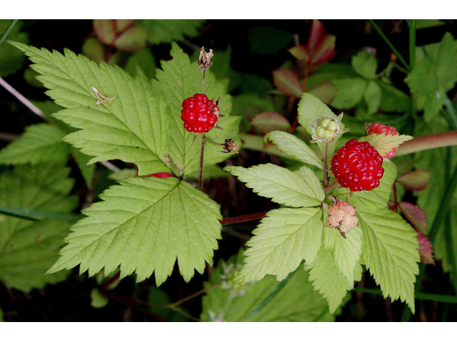 Rubus pubescens (Dwarf red blackberry) #32144