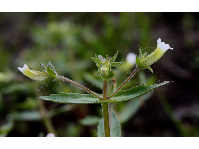 Gratiola neglecta (Clammy hedgehyssop) #32149