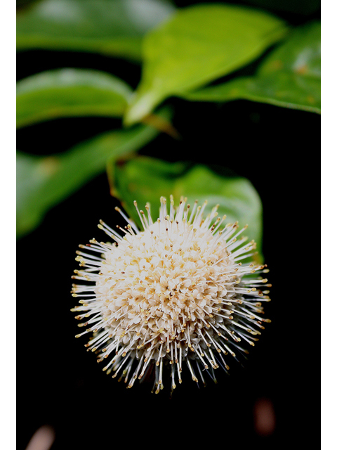 Cephalanthus occidentalis (Common buttonbush) #32161