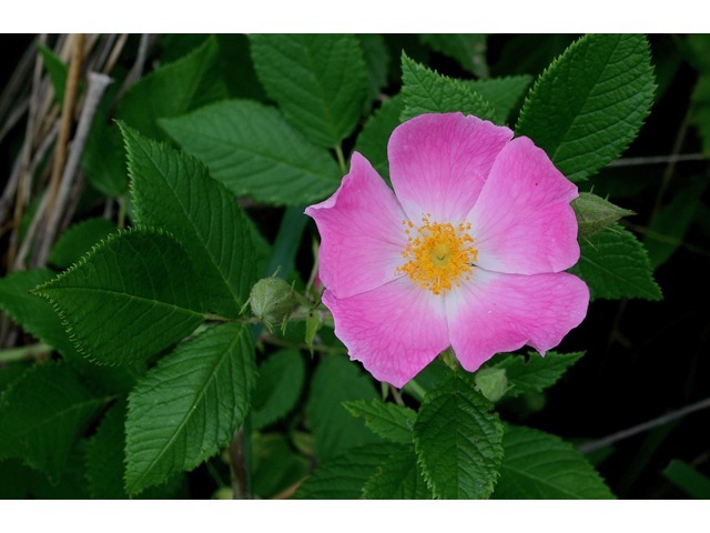 Rosa setigera (Climbing prairie rose) #32169