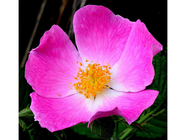Rosa setigera (Climbing prairie rose) #32170
