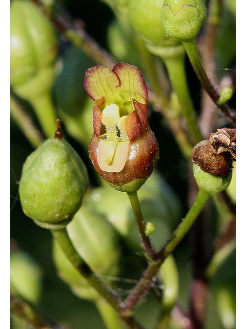 Scrophularia lanceolata (Lanceleaf figwort) #32186