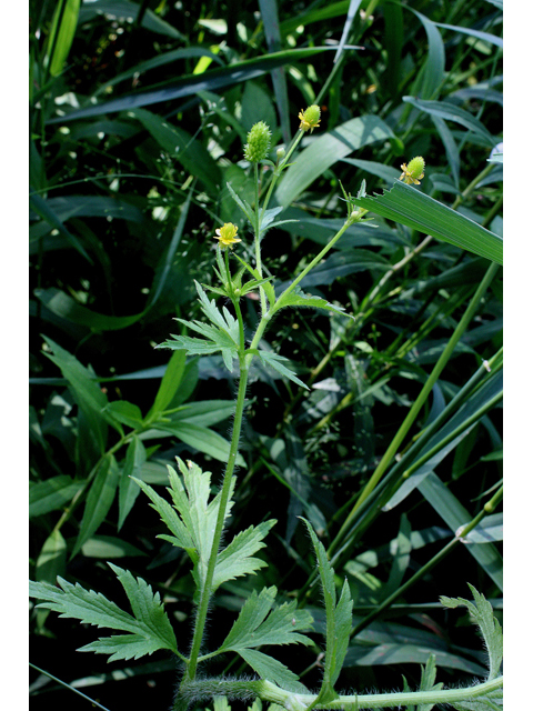 Ranunculus pensylvanicus (Pennsylvania buttercup) #32187