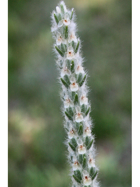 Plantago patagonica (Woolly plantain) #32191