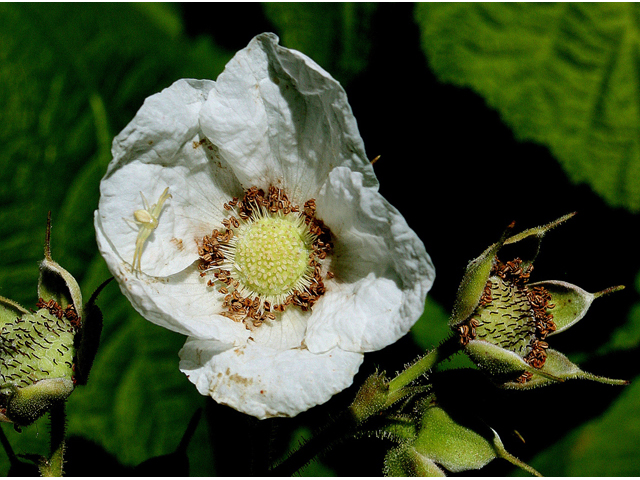 Rubus parviflorus (Western thimbleberry) #32197
