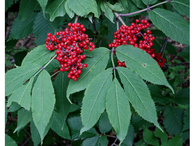 Sambucus racemosa (Red elderberry) #32200