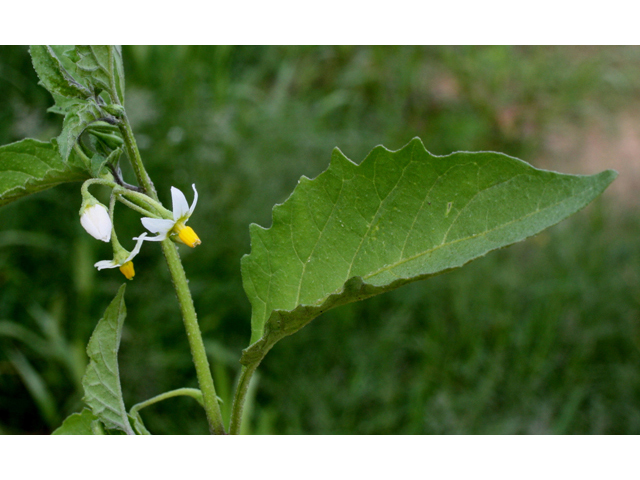 Solanum ptycanthum (Eastern black nightshade) #32237