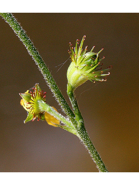 Agrimonia pubescens (Downy agrimony) #32243