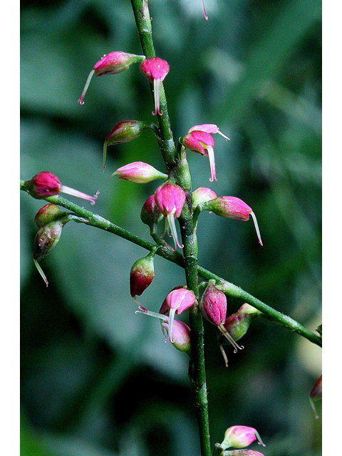 Polygonum virginianum (Jumpseed) #32265