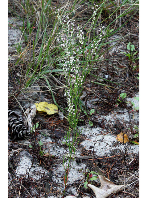 Polygonella articulata (Coastal jointweed) #32278