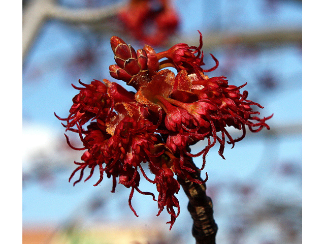 Acer rubrum (Red maple) #32285