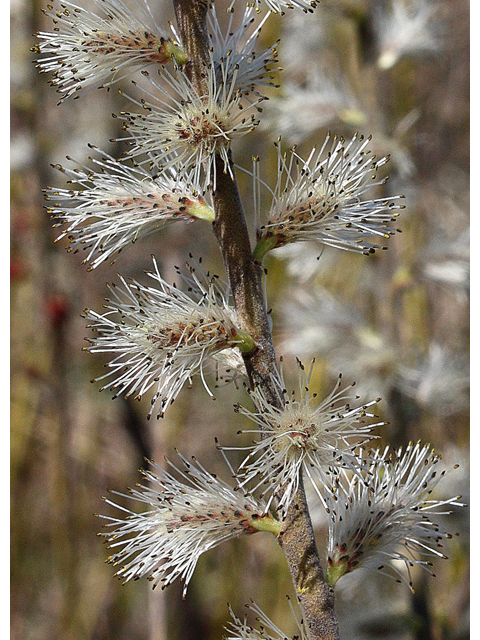 Salix humilis (Prairie willow) #32291