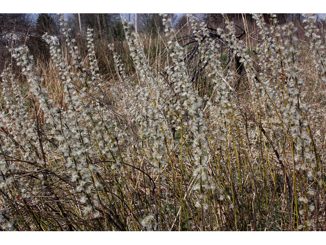 Salix humilis (Prairie willow) #32292