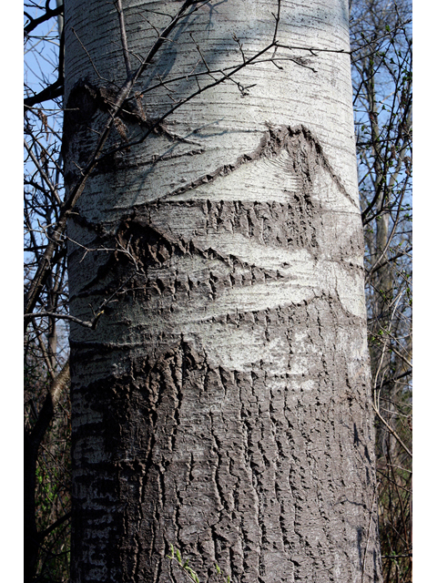 Populus grandidentata (Bigtooth aspen) #32293