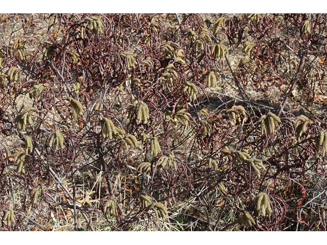 Comptonia peregrina (Sweet-fern) #32299