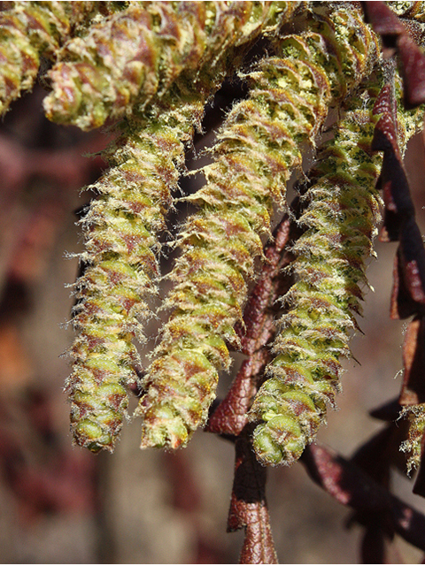 Comptonia peregrina (Sweet-fern) #32301