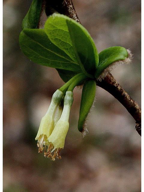 Dirca palustris (Eastern leatherwood) #32309