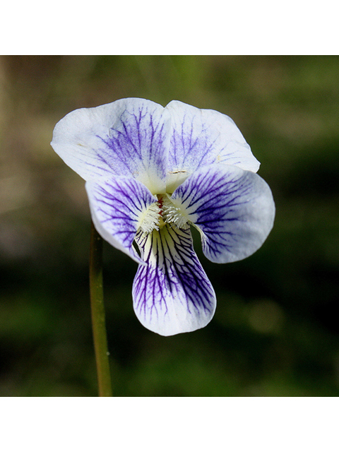 Viola cucullata (Marsh blue violet) #32317
