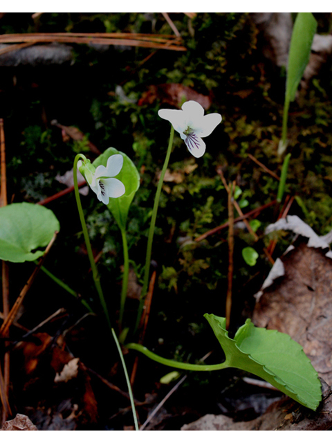 Viola macloskeyi (Small white violet) #32329