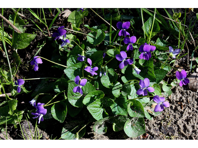 Viola cucullata (Marsh blue violet) #32335