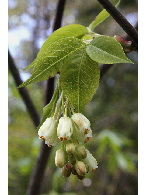 Staphylea trifolia (American bladdernut) #32343