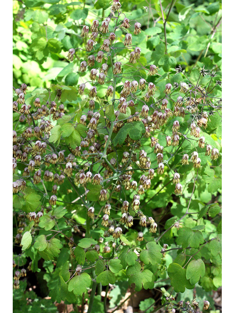 Thalictrum dioicum (Early meadow-rue) #32355