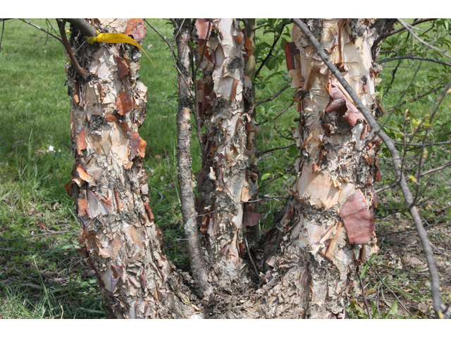 Betula nigra (River birch) #32364