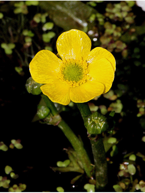 Ranunculus flabellaris (Yellow water buttercup) #32366
