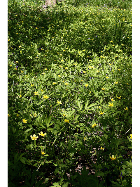 Ranunculus hispidus (Bristly buttercup) #32369