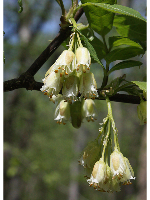 Staphylea trifolia (American bladdernut) #32370