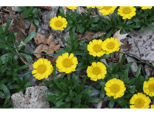 Tetraneuris herbacea (Eastern fournerved daisy) #32390