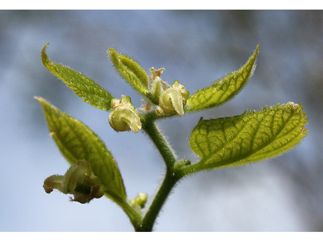 Celtis tenuifolia (Dwarf hackberry) #32391