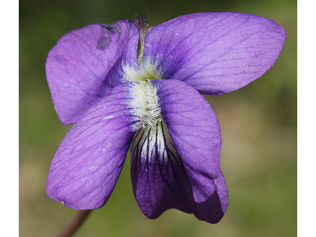 Viola triloba (Three-lobe violet) #32403