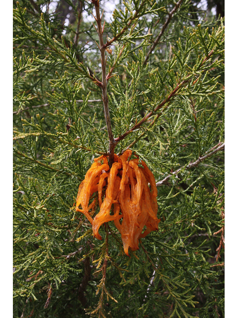 Juniperus virginiana (Eastern red cedar) #32412