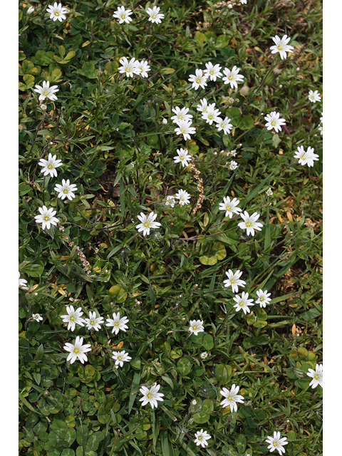 Cerastium arvense (Field chickweed) #32414